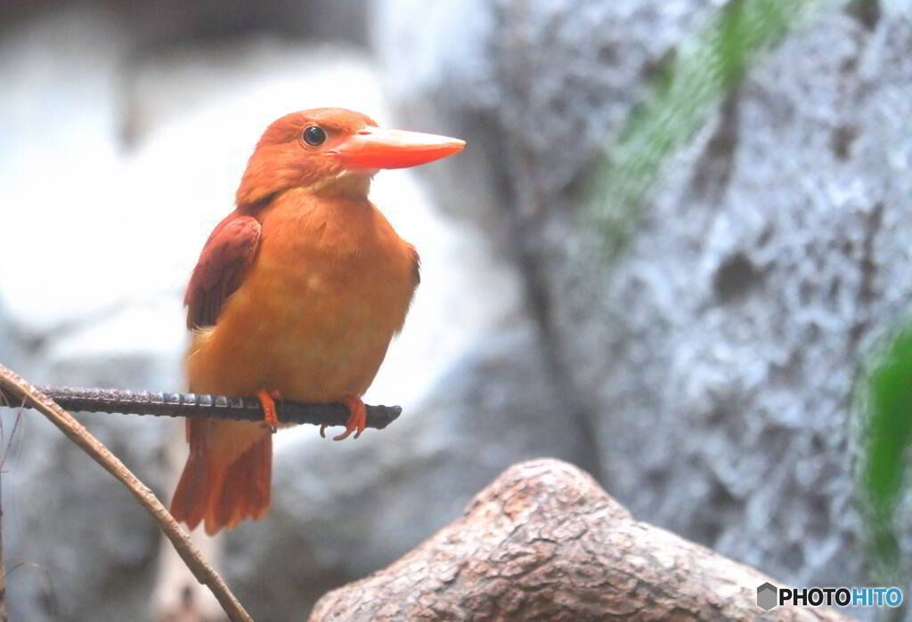 上野のリュウキュウアカショウビン②
