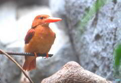 上野のリュウキュウアカショウビン②