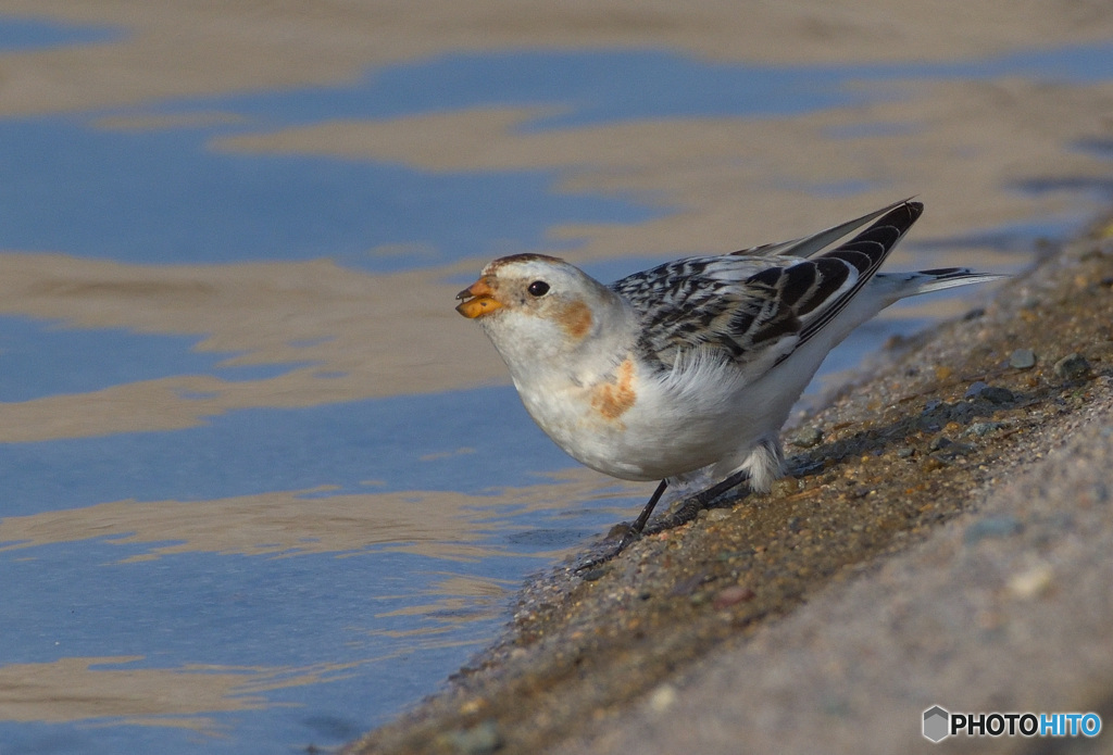 岸辺のユキホオジロ