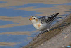 岸辺のユキホオジロ