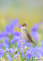 菖蒲にオオヨシキリ⑬