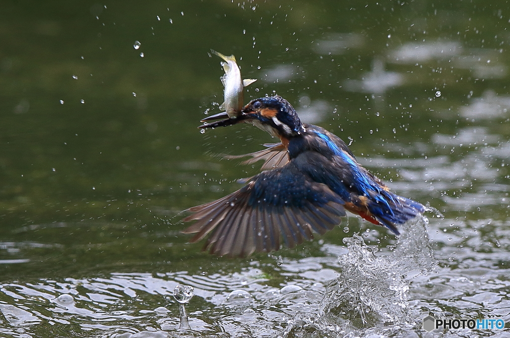 獲ったどぉ！(20160723）