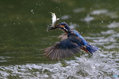 獲ったどぉ！(20160723）