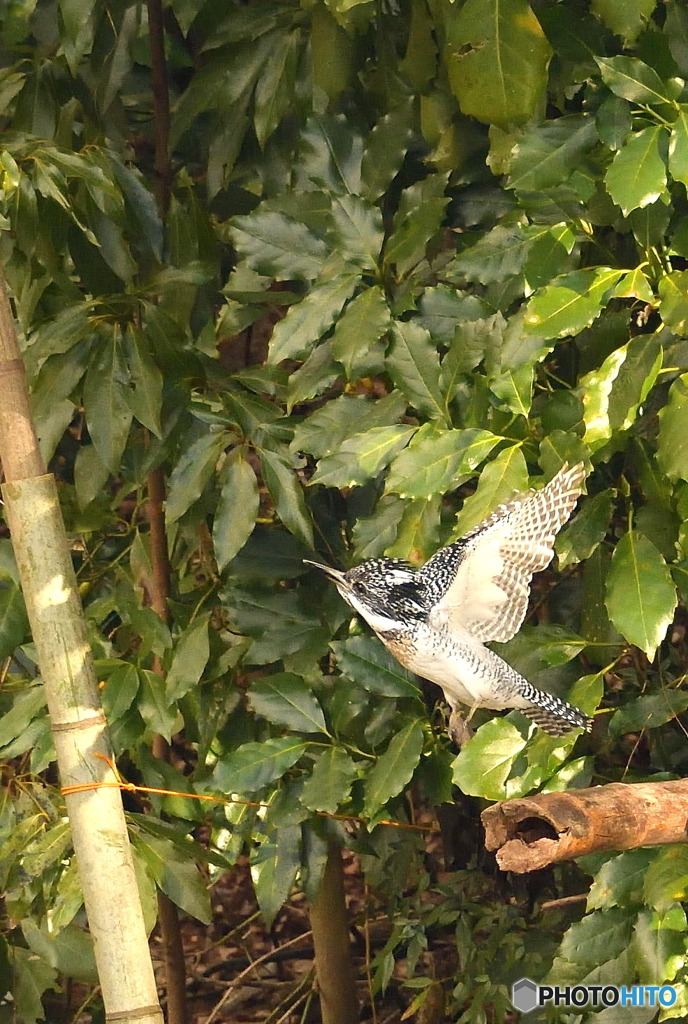 ヤマセミまで80m⑤