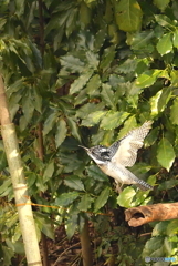 ヤマセミまで80m⑤