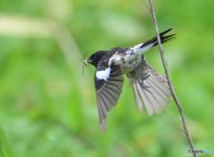 6月のノビタキ君③