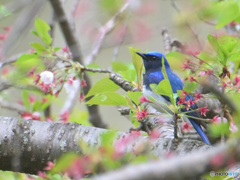 桜にオオルリ④