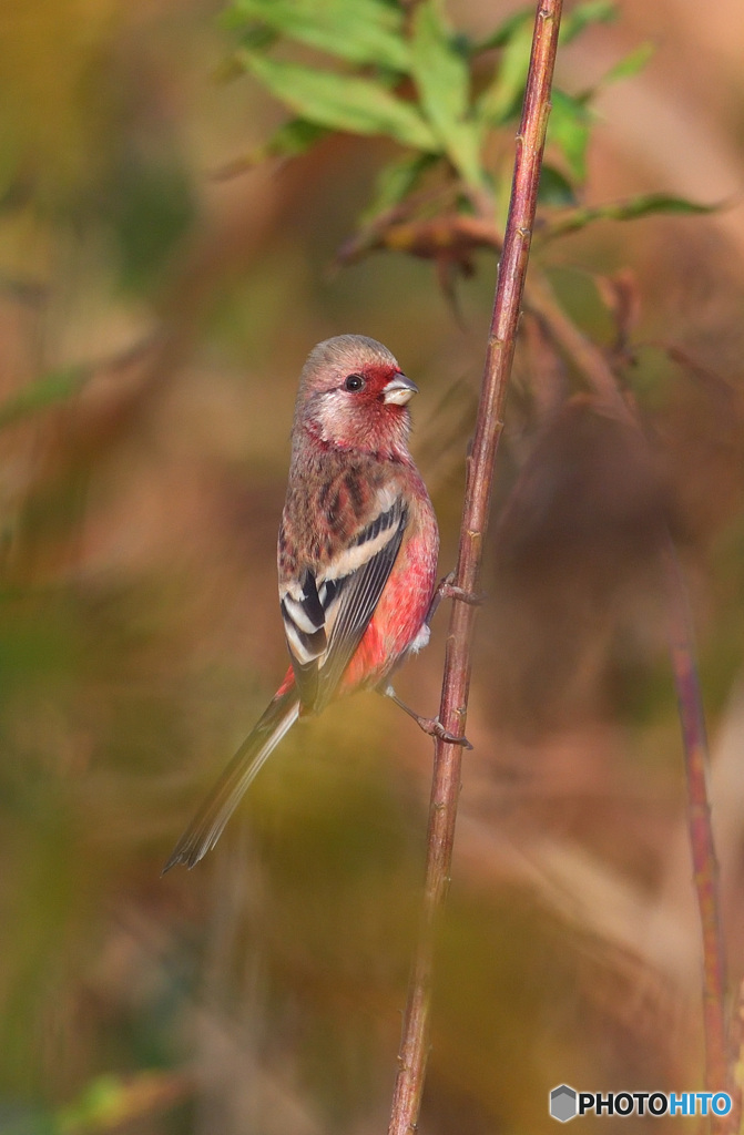 見返りベニマシコ君