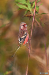 見返りベニマシコ君