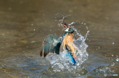 本日の浮上(20160227）