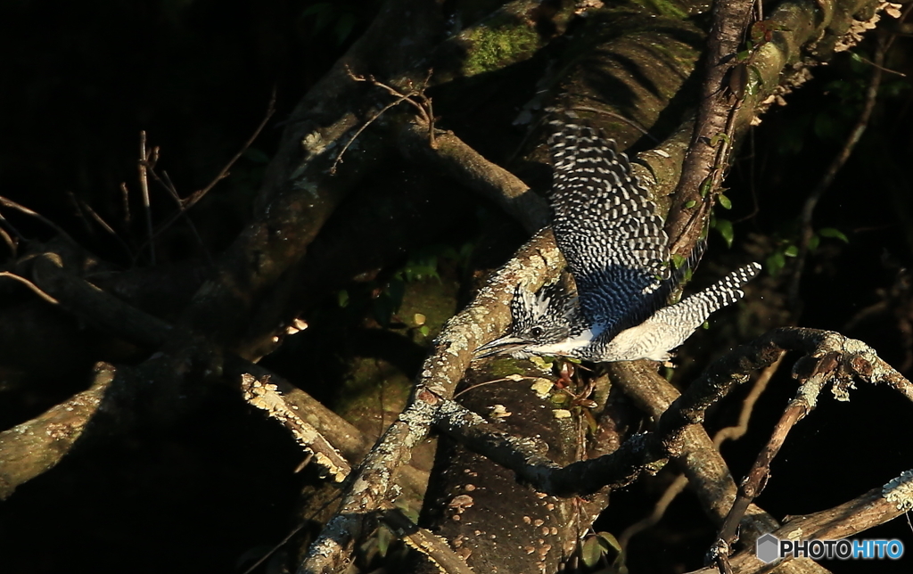 ヤマセミ、行きま～す！