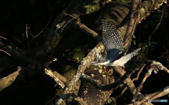 ヤマセミ、行きま～す！