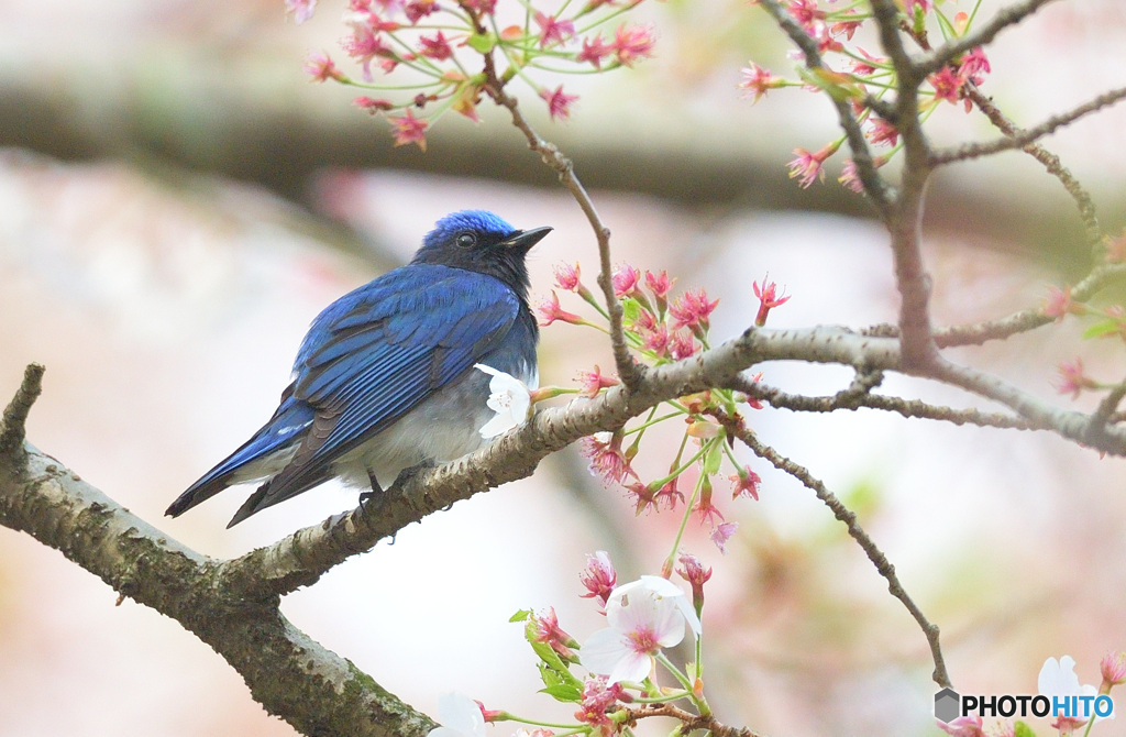 桜にオオルリ♂Ⅹ