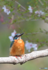 お花見カワちゃんⅡ