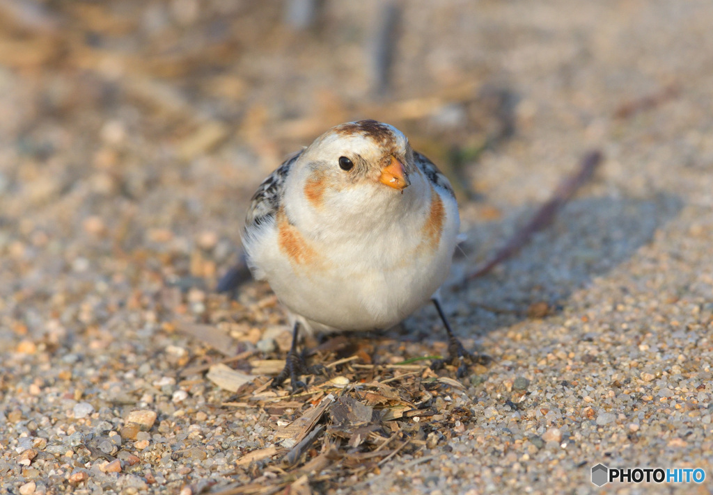 カメラ目線のユキホオジロ