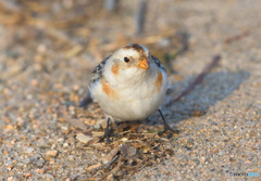 カメラ目線のユキホオジロ