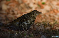トラツグミ