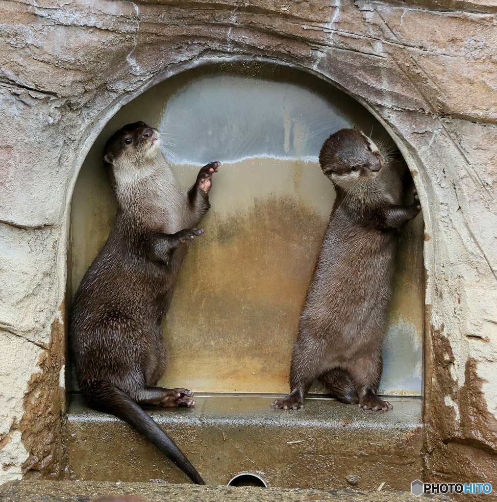 「だるまさんが、転んだ」