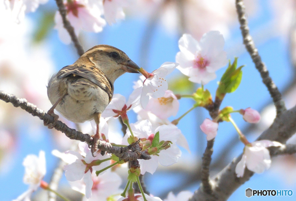 桜にニュウナイスズメ⑯