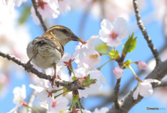 桜にニュウナイスズメ⑯