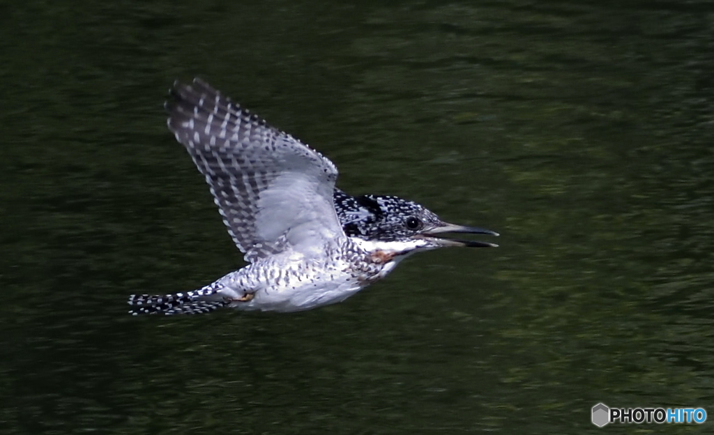 笑顔のヤマセミさん