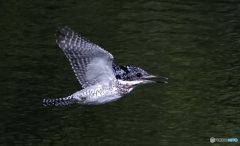 笑顔のヤマセミさん