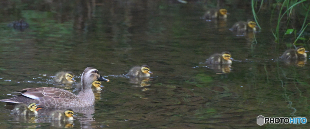 カルガモの母子Ⅲ