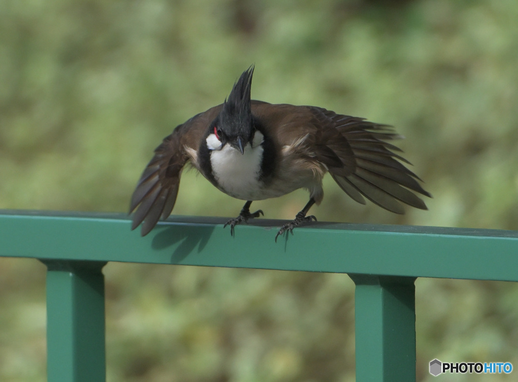 元気なコウラウン