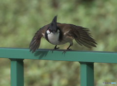 元気なコウラウン 元気なコウラウン
