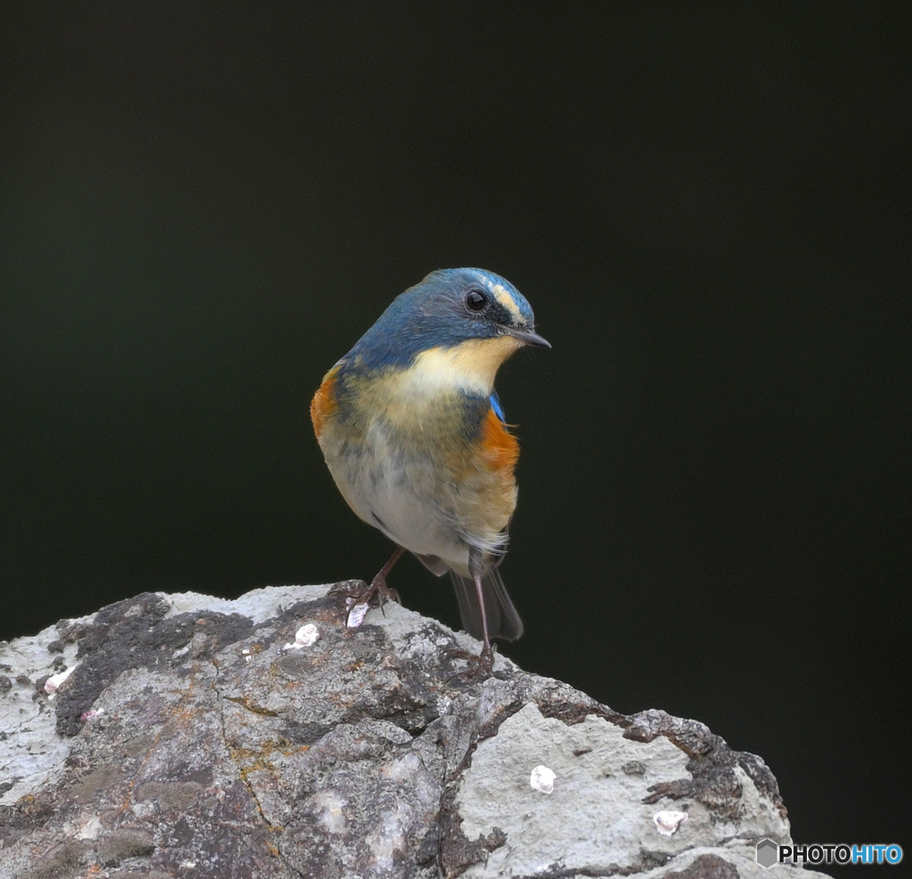 お立ち台のルリビタキ君