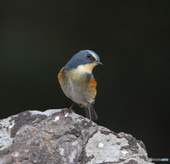 お立ち台のルリビタキ君