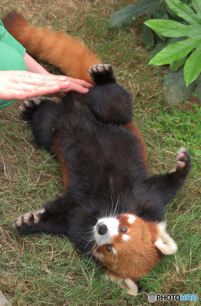 可愛いレッサーさん