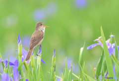 菖蒲にオオヨシキリⅥ