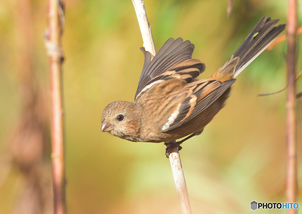 元気なベニマシコさん②