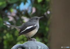 九龍公園の野鳥