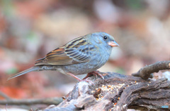 初めてのクロジさん