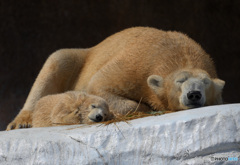 シロクマの母娘⑦