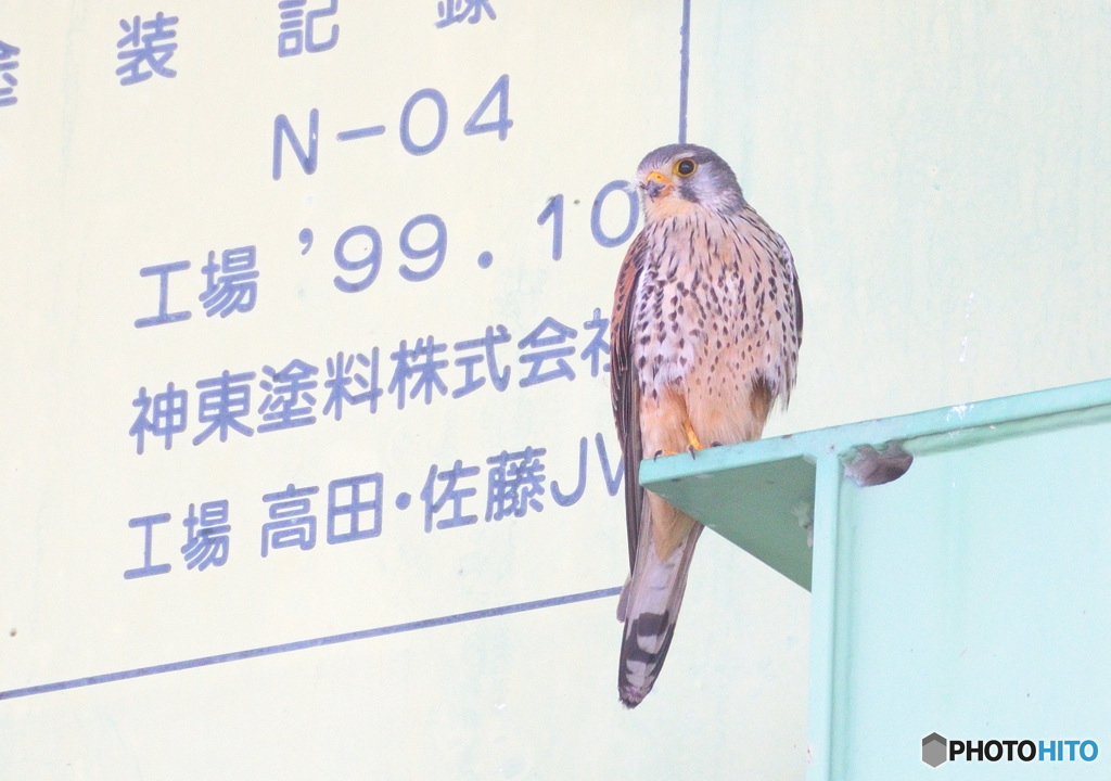 街のチョウゲンボウ