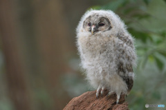 フクロウのヒナA