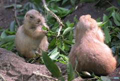 プレーリードッグ