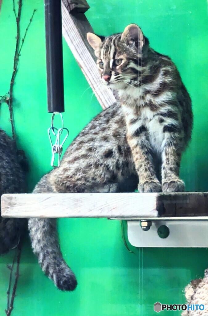 ツシマヤマネコの子猫