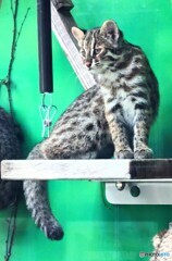 ツシマヤマネコの子猫