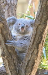 コアラの子
