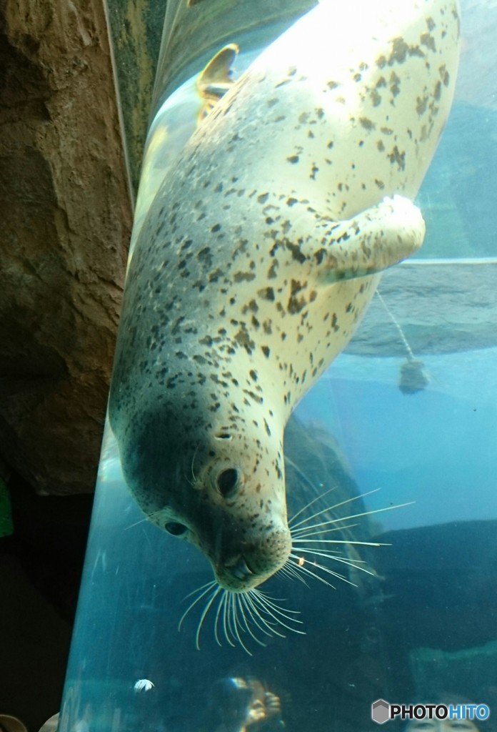 涼しげなゴマちゃん