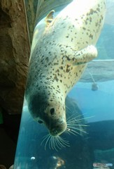 涼しげなゴマちゃん