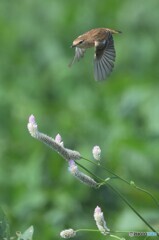 ノゲイトウにノビタキ④