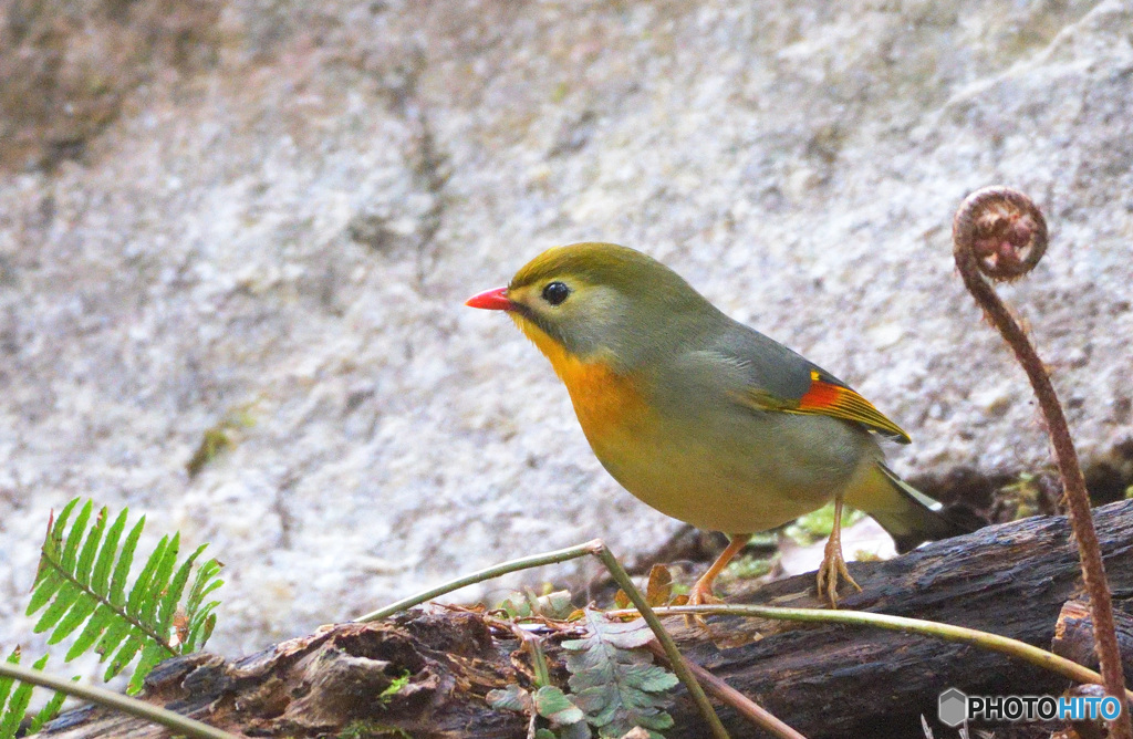 ゼンマイとソウシチョウ