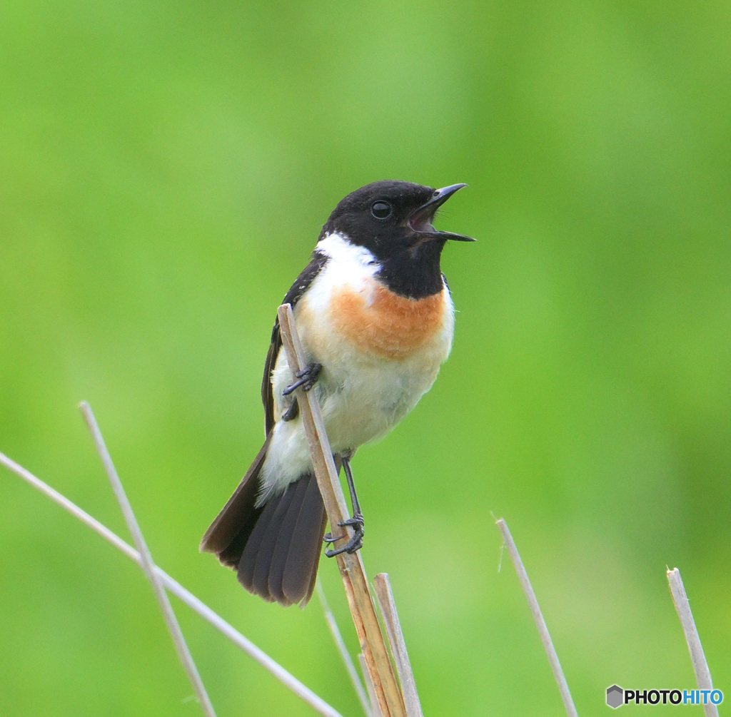 6月のノビタキ君⑤