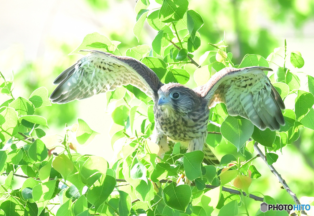 チョウゲンボウの幼鳥②