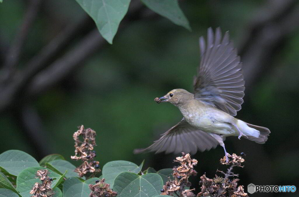 元気なキビタキ♀③